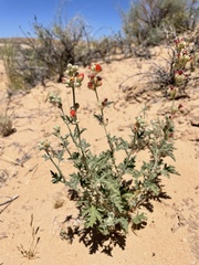 Sphaeralcea grossulariifolia