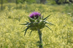 Silybum marianum