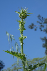 Silybum marianum