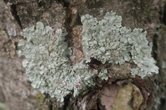 Flavoparmelia soredians