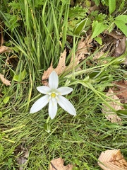 Ornithogalum umbellatum