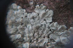 Flavoparmelia soredians