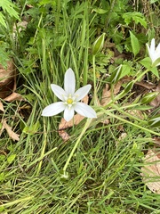 Ornithogalum umbellatum