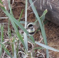 Bombus patagiatus