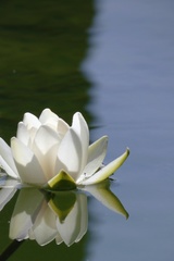 Nymphaea