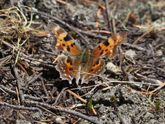 Polygonia faunus