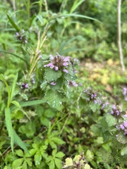 Lamium purpureum