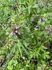 Lamium purpureum