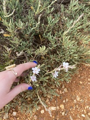 Limoniastrum monopetalum