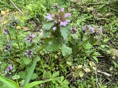 Lamium purpureum