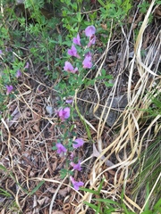 Chamaecytisus purpureus
