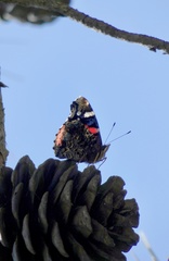 Vanessa atalanta