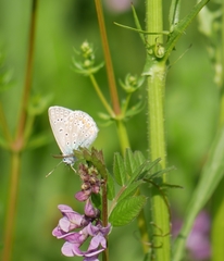 Polyommatus icarus
