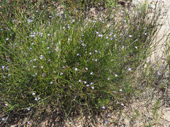 Lobelia setacea