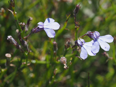 Lobelia setacea