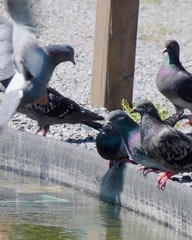Columba livia domestica
