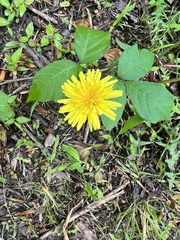 Cichorieae
