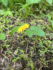 Cichorieae
