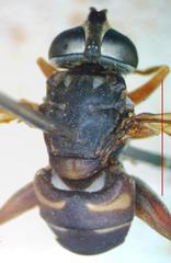 Meromacrus laconicus