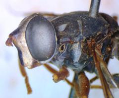 Meromacrus laconicus