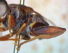 Meromacrus laconicus