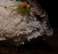 Postia pelliculosa