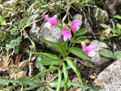 Lathyrus vernus