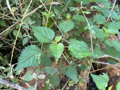 Laportea peduncularis