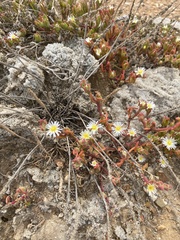 Mesembryanthemum nodiflorum