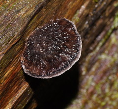 Postia pelliculosa