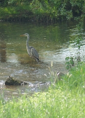 Ardea cinerea