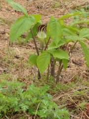 Arisaema triphyllum