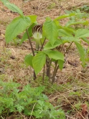 Arisaema triphyllum