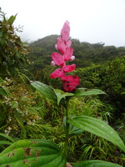 Cavendishia panamensis