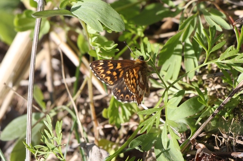 Duke of Burgundy Fritillary