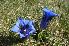 Gentiana acaulis