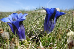 Gentiana acaulis