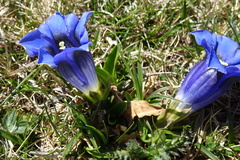 Gentiana acaulis