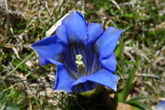 Gentiana acaulis