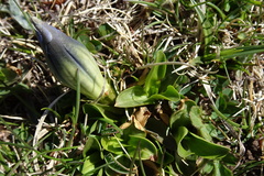 Gentiana acaulis