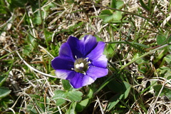 Gentiana pyrenaica
