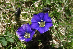Gentiana pyrenaica
