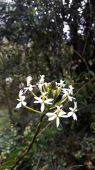 Epidendrum
