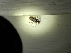 Podabrus brevicollis