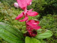 Cavendishia panamensis