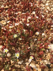 Mesembryanthemum nodiflorum