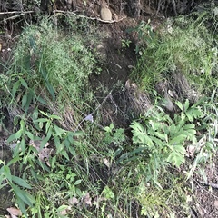 Poa nemoralis