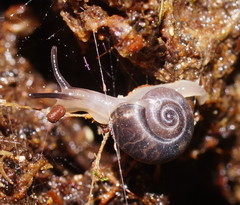 Pillomena meraca