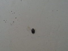 Anthrenus scrophulariae