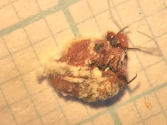 Insecta